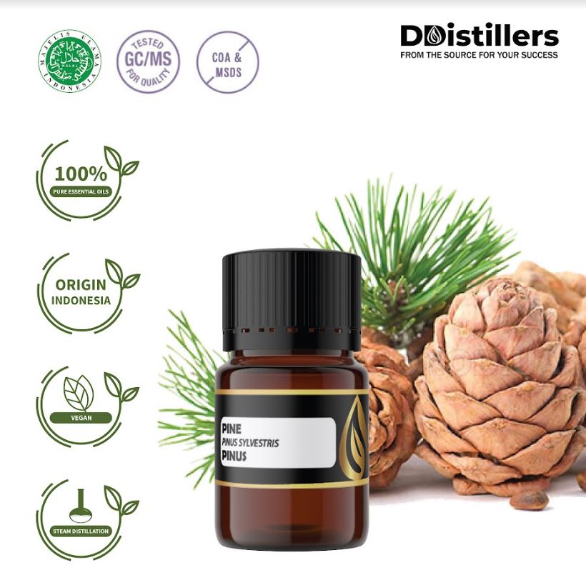 Minyak Atsiri Pinus / Pine Essential Oil 100% Pure